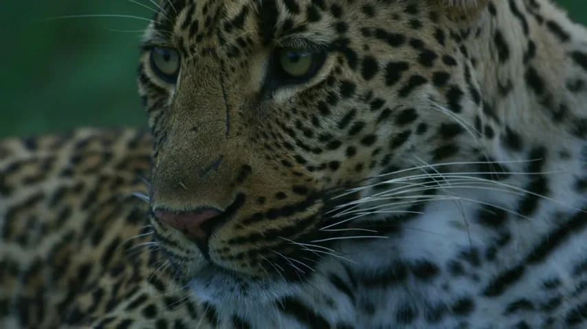 Wildlife and Natural World